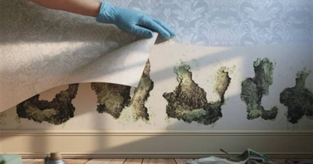 What Causes Mold Behind Wallpaper