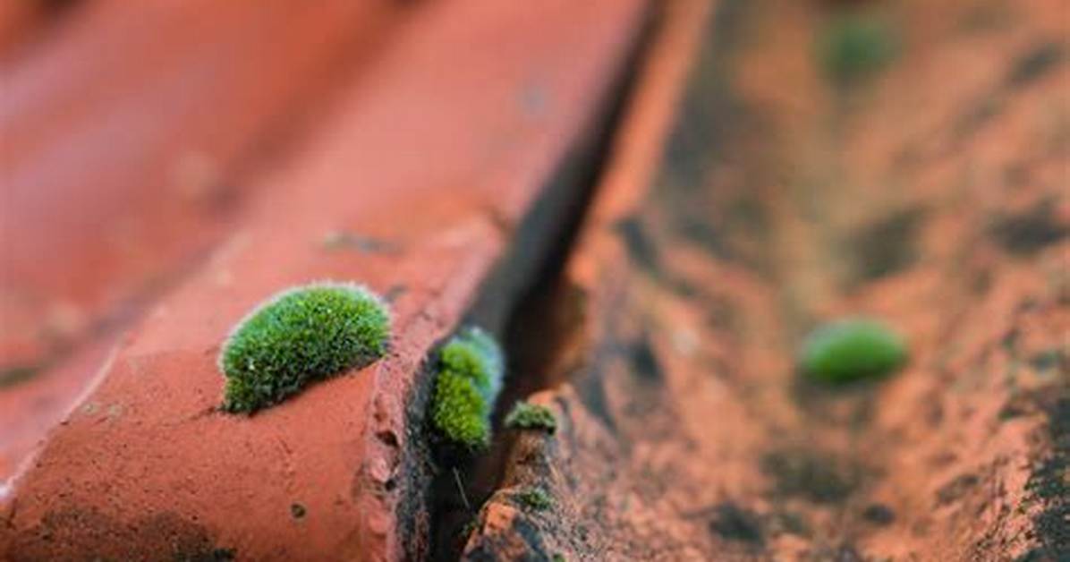 What Causes Moss on Roof Tiles