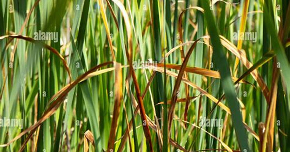 What Causes Orange Grass