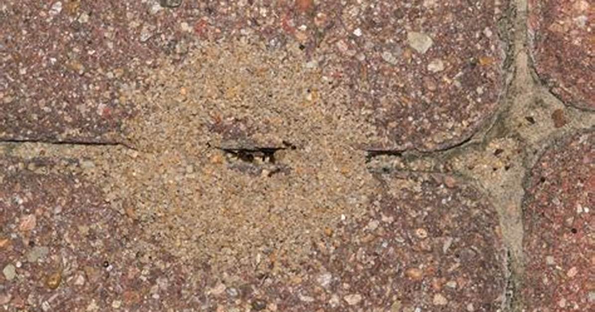 What Causes Pavement Ants