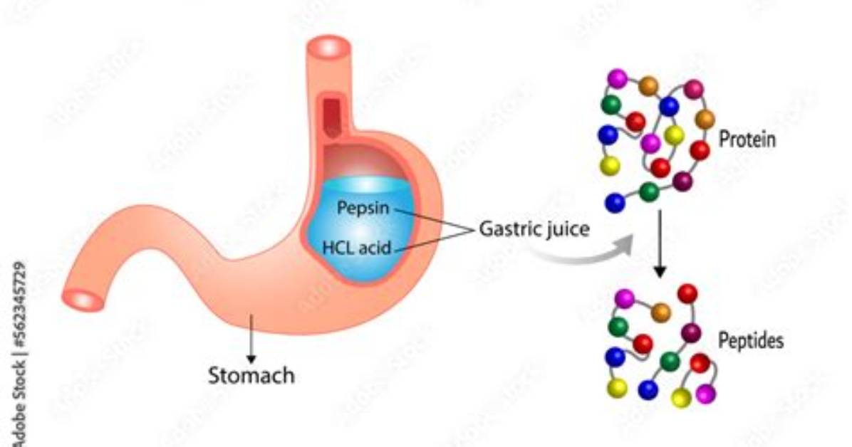 What Causes Pepsin