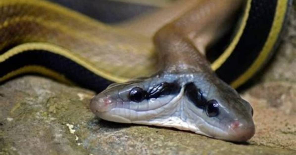 What Causes Polycephaly?