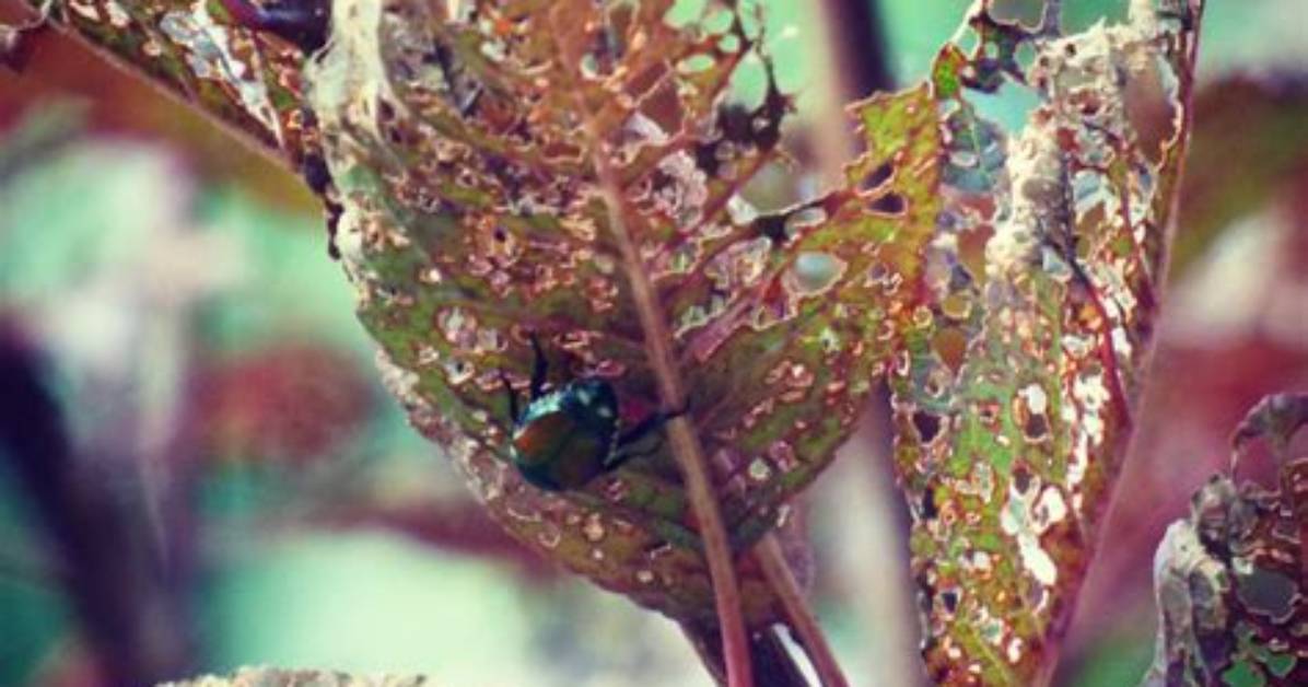 What Causes Skeletonized Leaves?