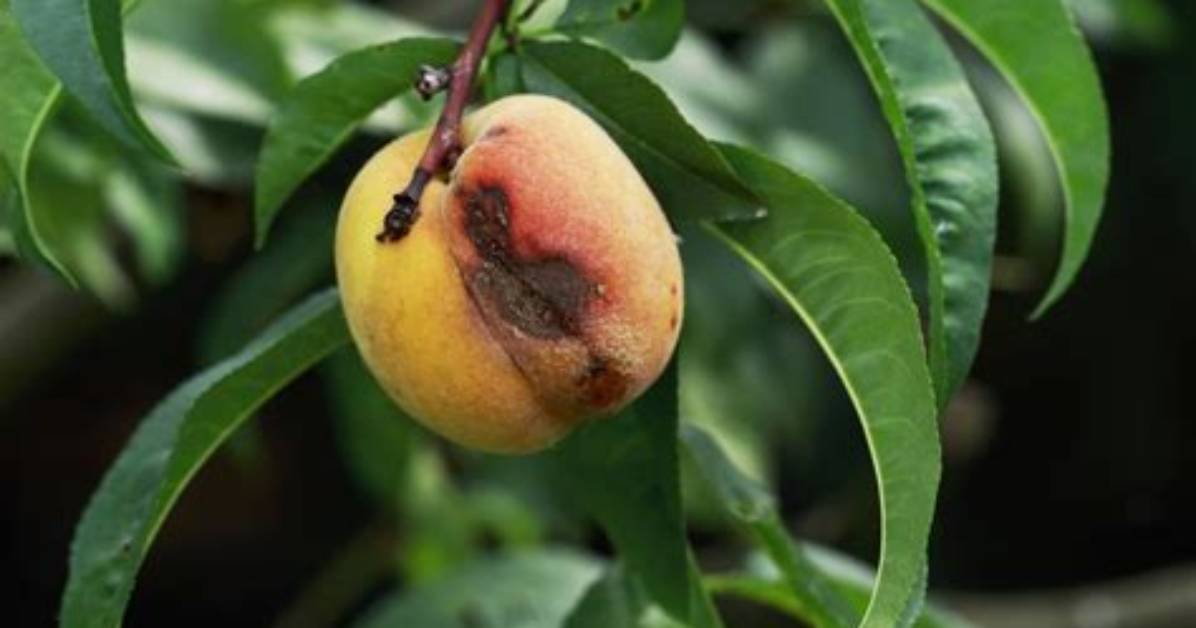 What Causes Spots on Peaches