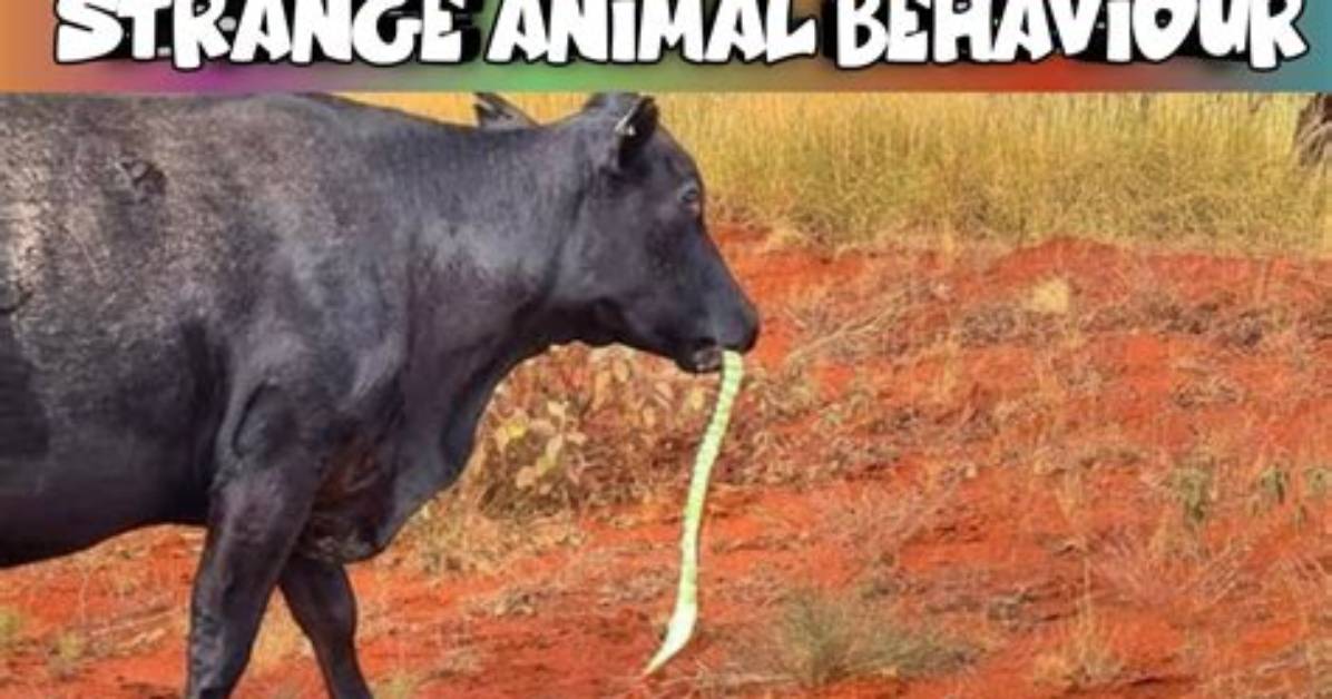 What Causes Strange Behaviour?