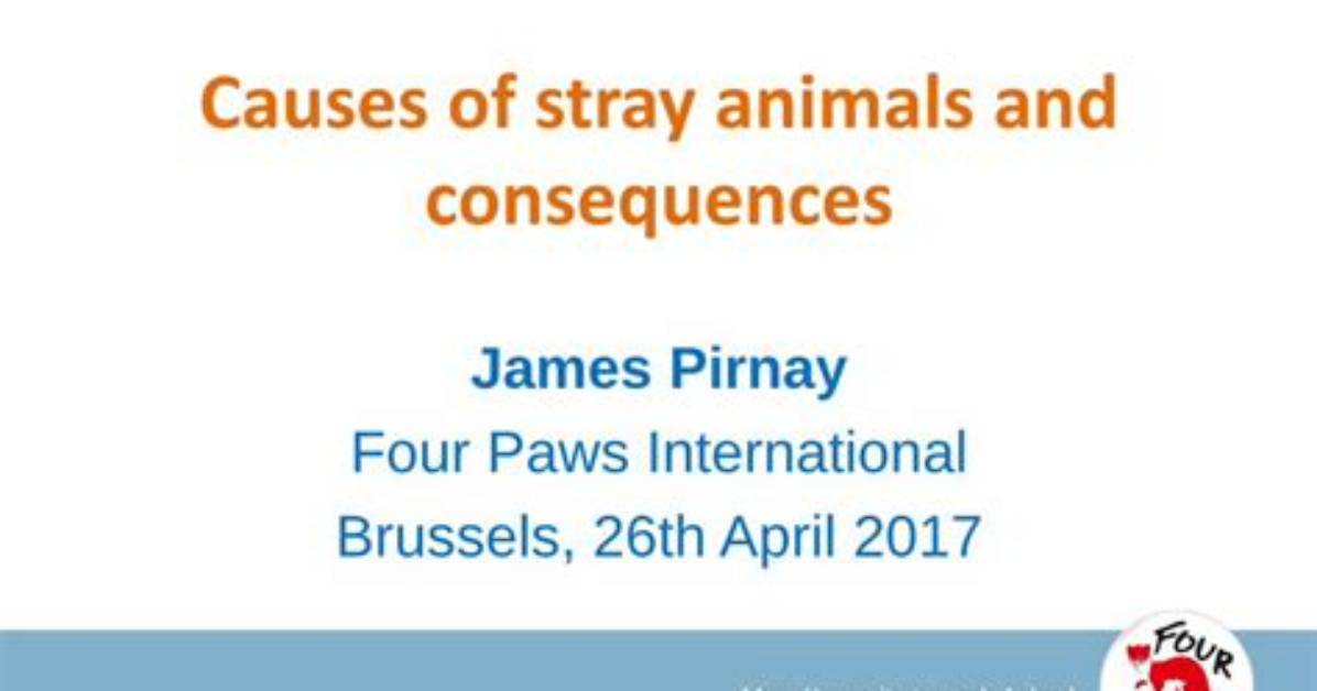 What Causes Stray Animals?