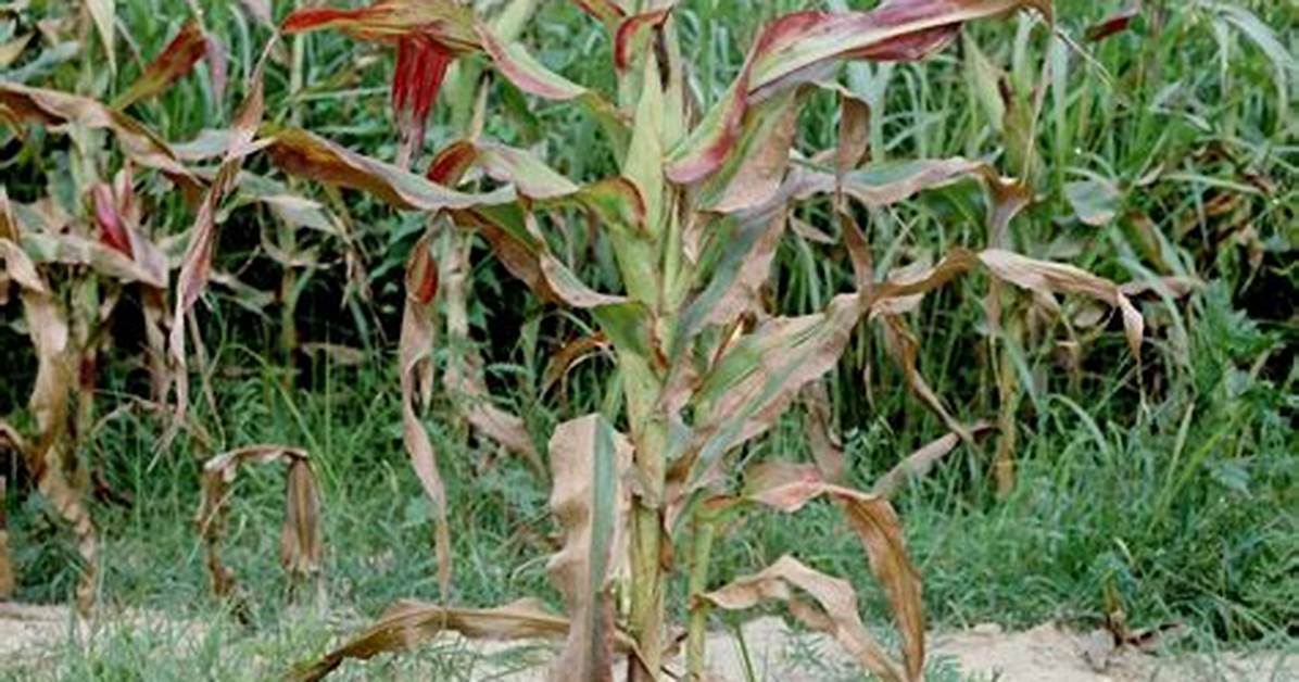 What Causes Stunted Corn