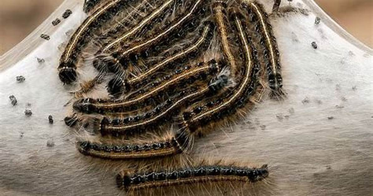 What Causes Tent Worms
