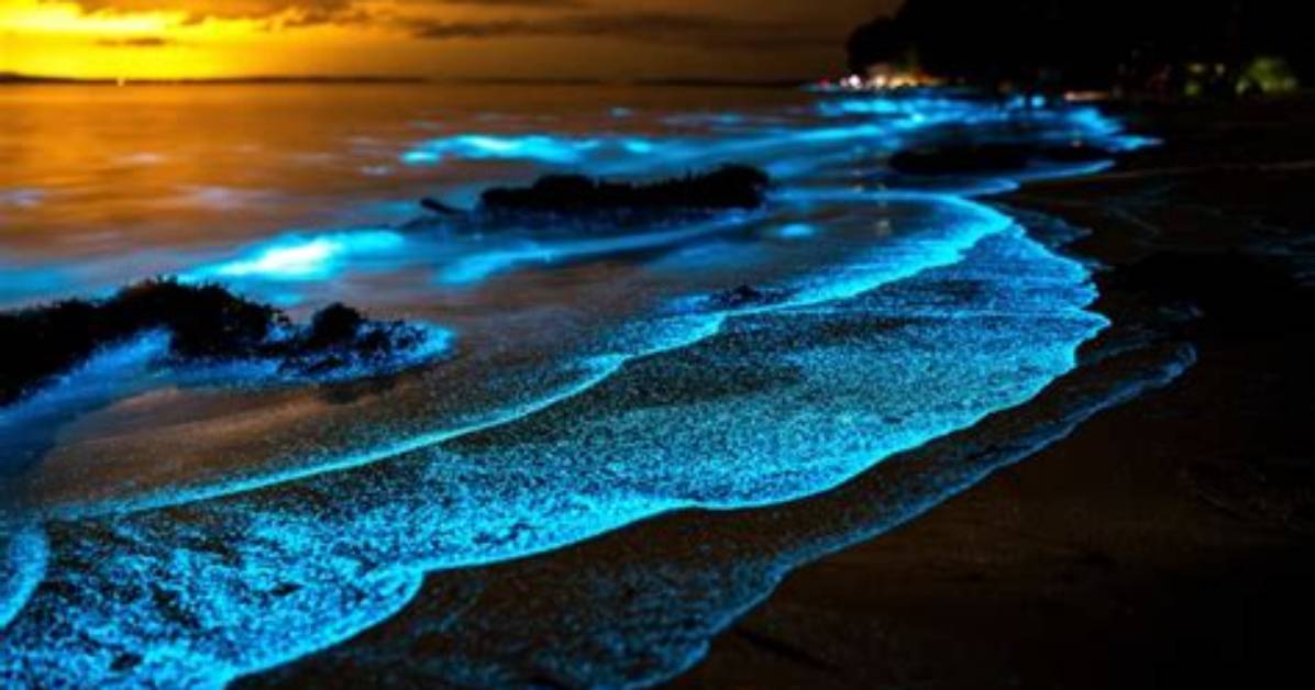 What Causes the Bioluminescent Waves