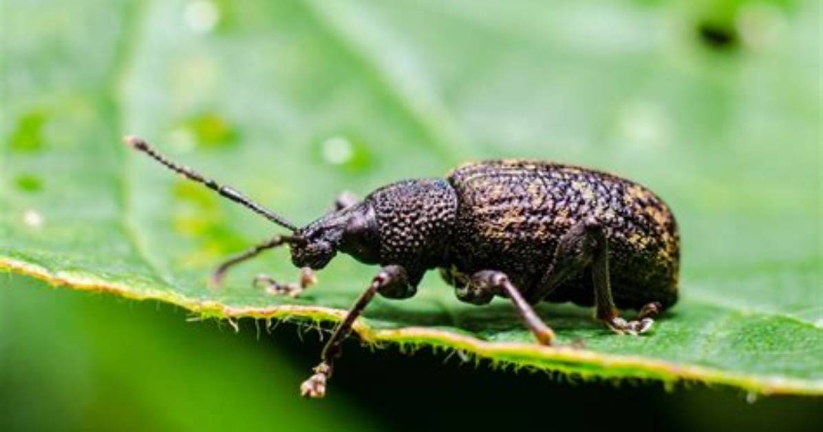 What Causes Vine Weevil