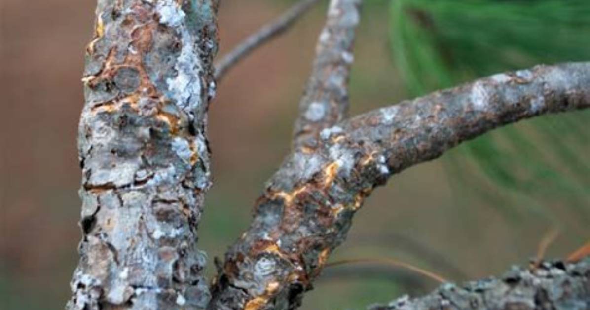 What Causes White Pine Blister Rust