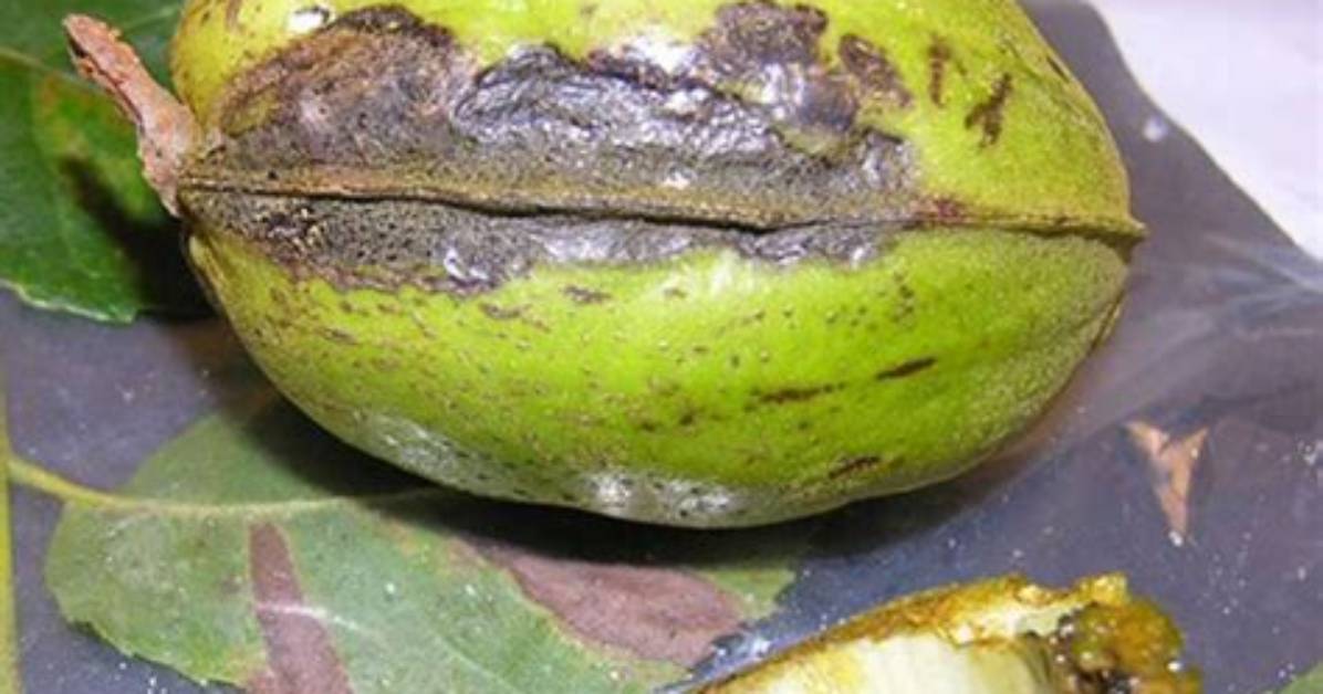 What Causes Worms in Pecans