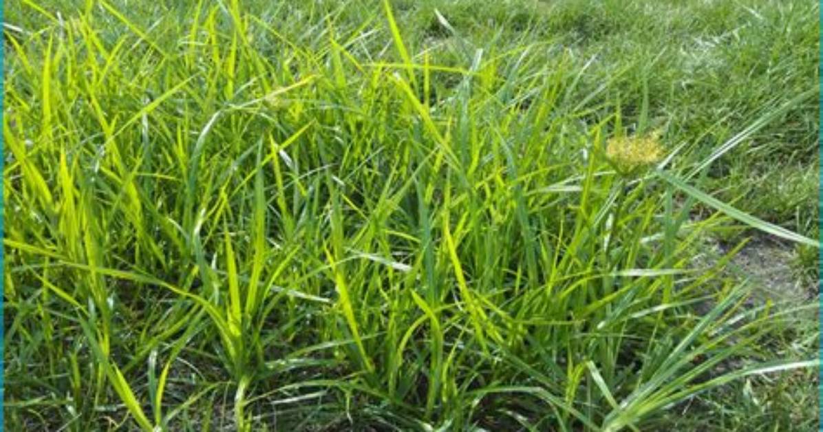 What Causes Yellow Nutsedge