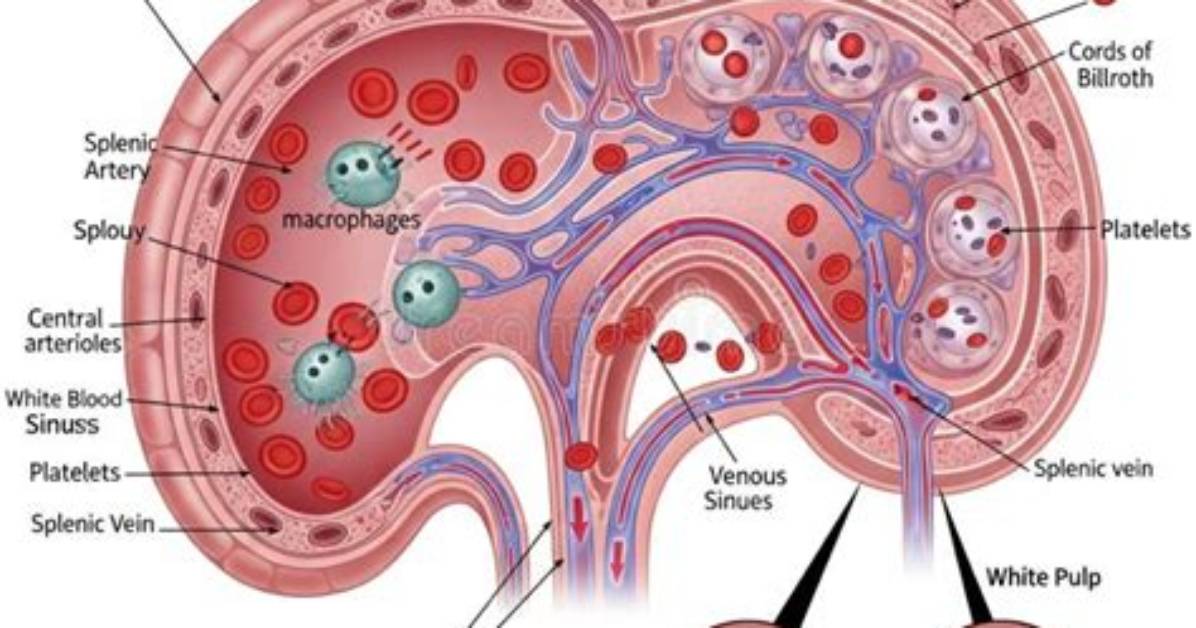 What Cells Are in Red Pulp