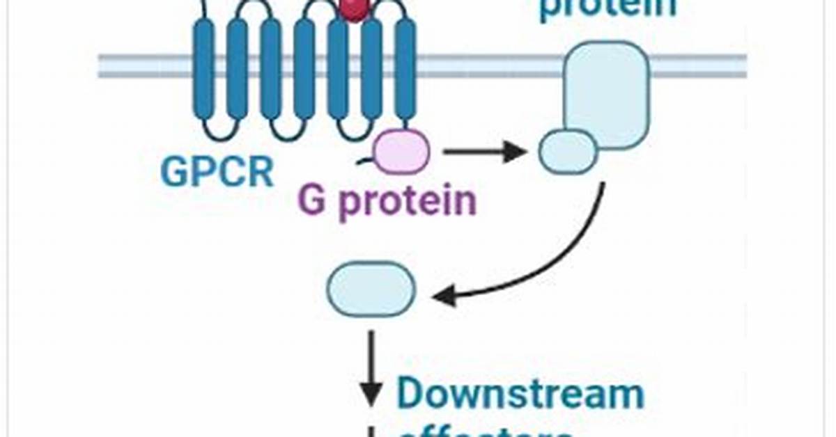What Cellular Structure Makes Gpcrs