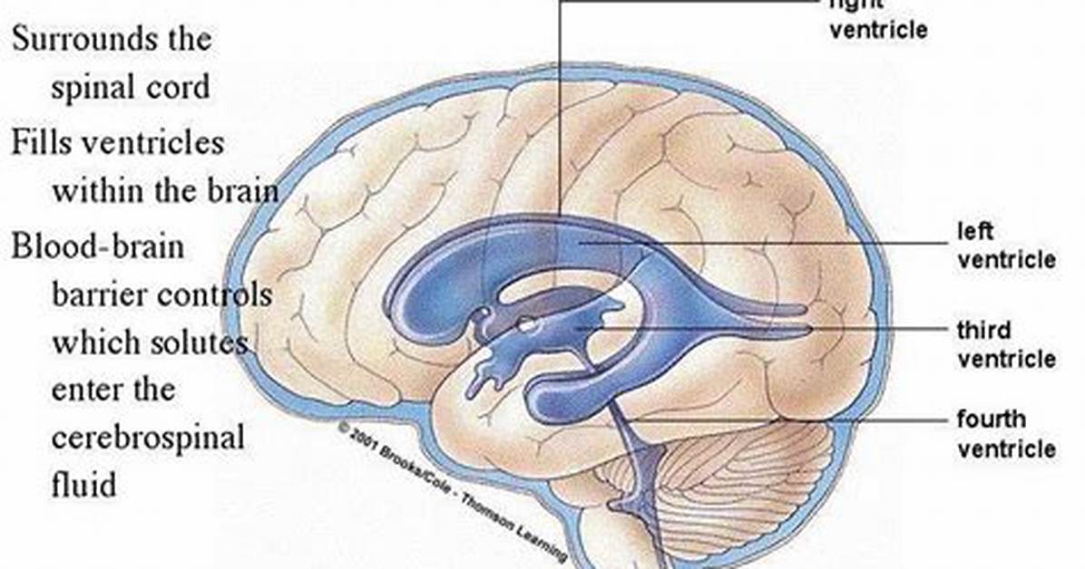 What Cerebrospinal Fluid Circulates?
