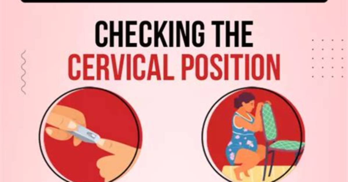 What Cervix Should Feel Like?