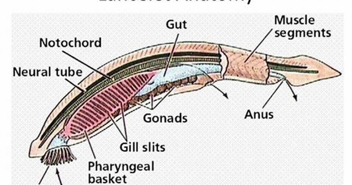 What Class Are Lancelets in?