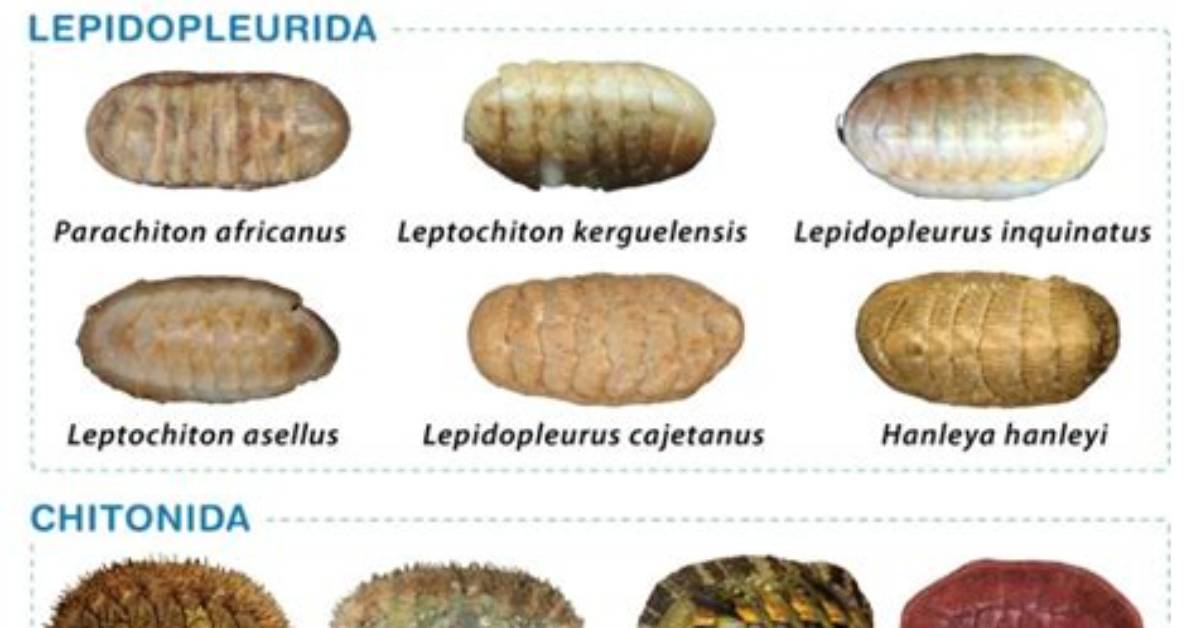 What Class Do Chitons Belong to?