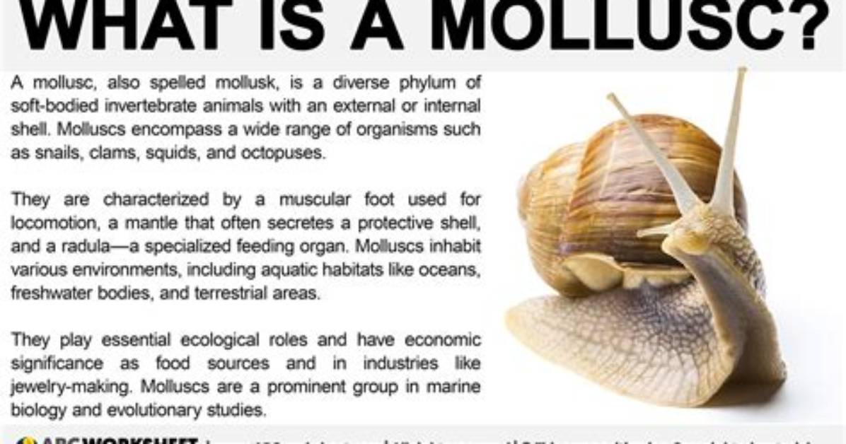 What Classifies a Mollusc