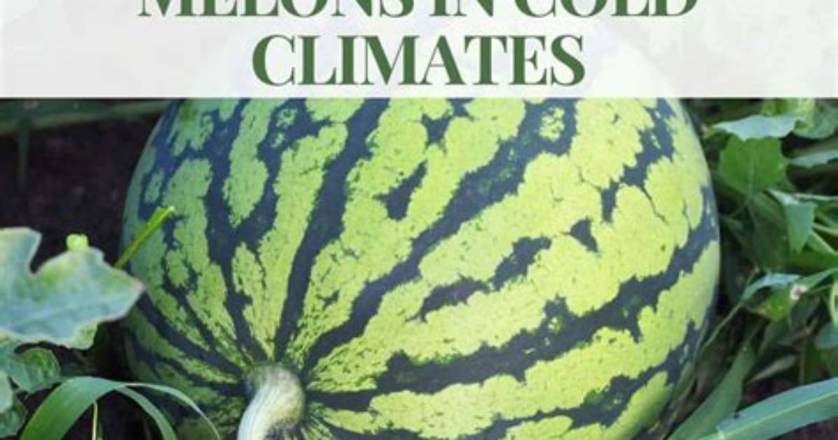 What Climate Do Melons Grow In