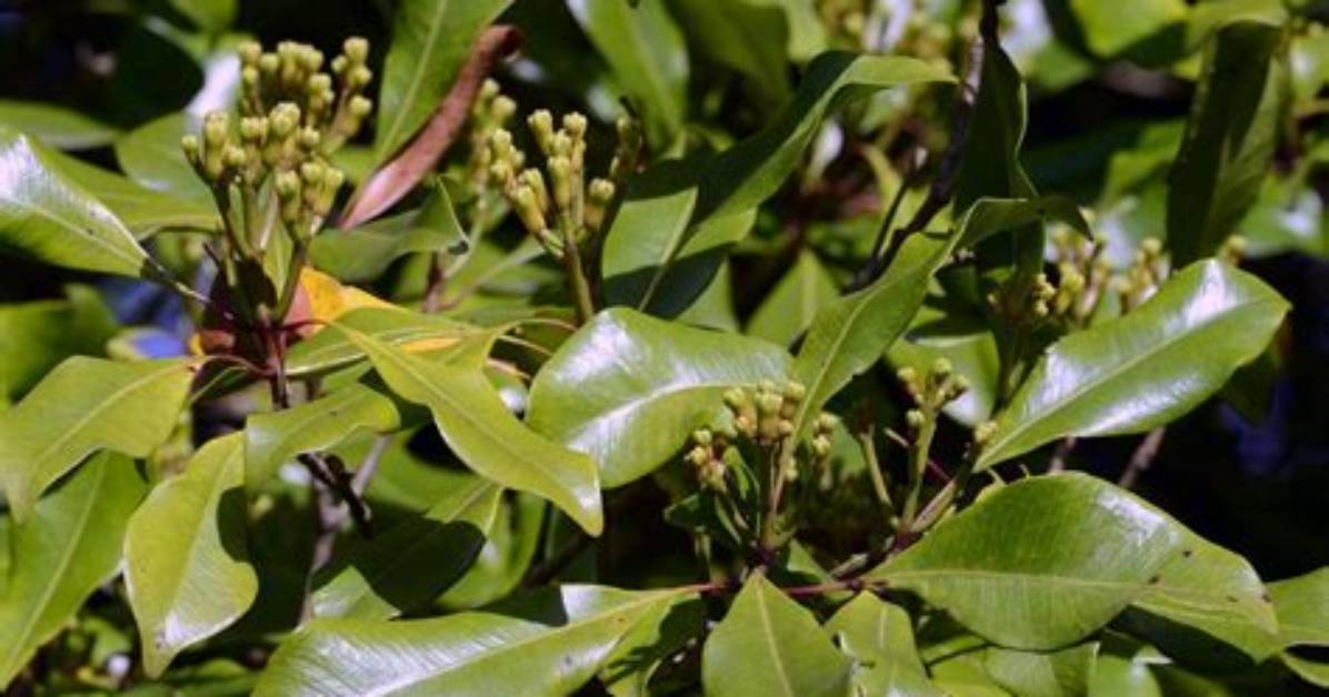 What Cloves Look Like?