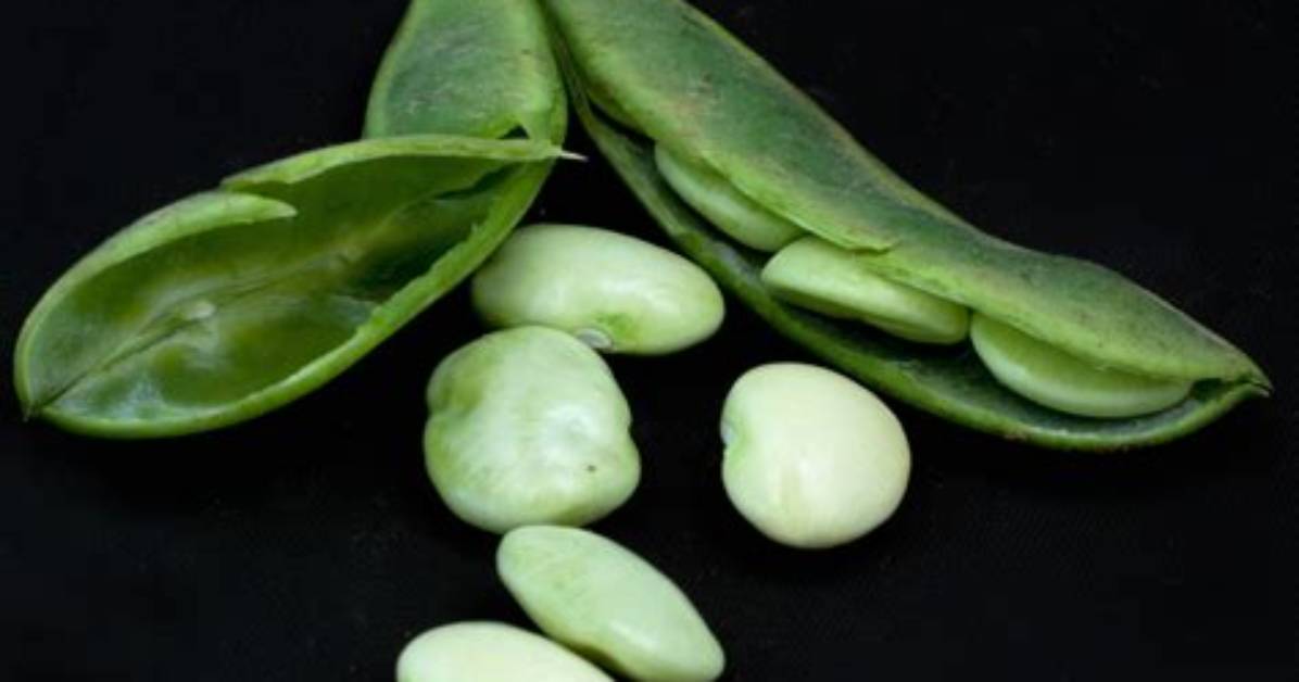 What Color Are Lima Beans