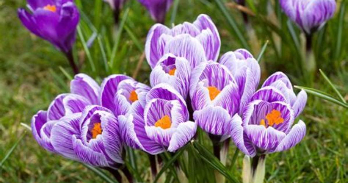 What Colors Are Crocuses
