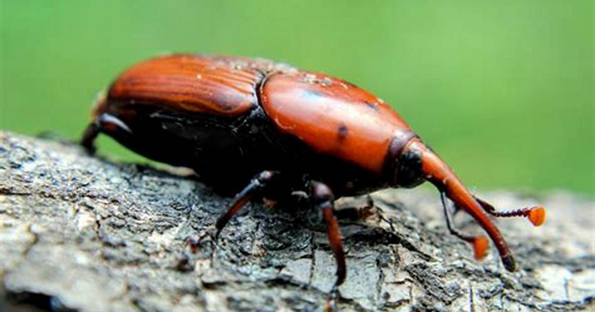 What Colour Are Weevils