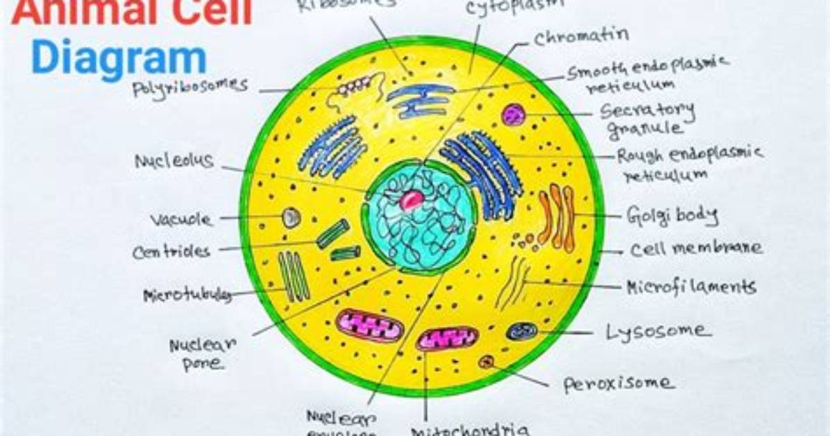 What Colour Is a Cell