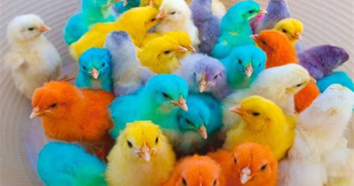 What Colour Is Chick