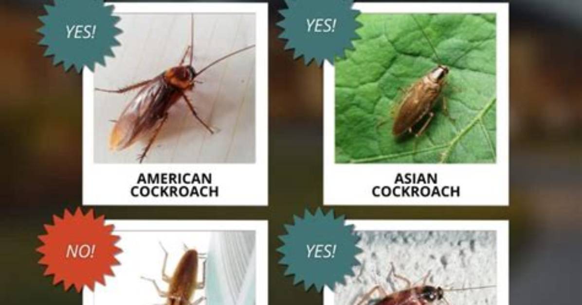 What Comes out of a Cockroach When You Squish It?