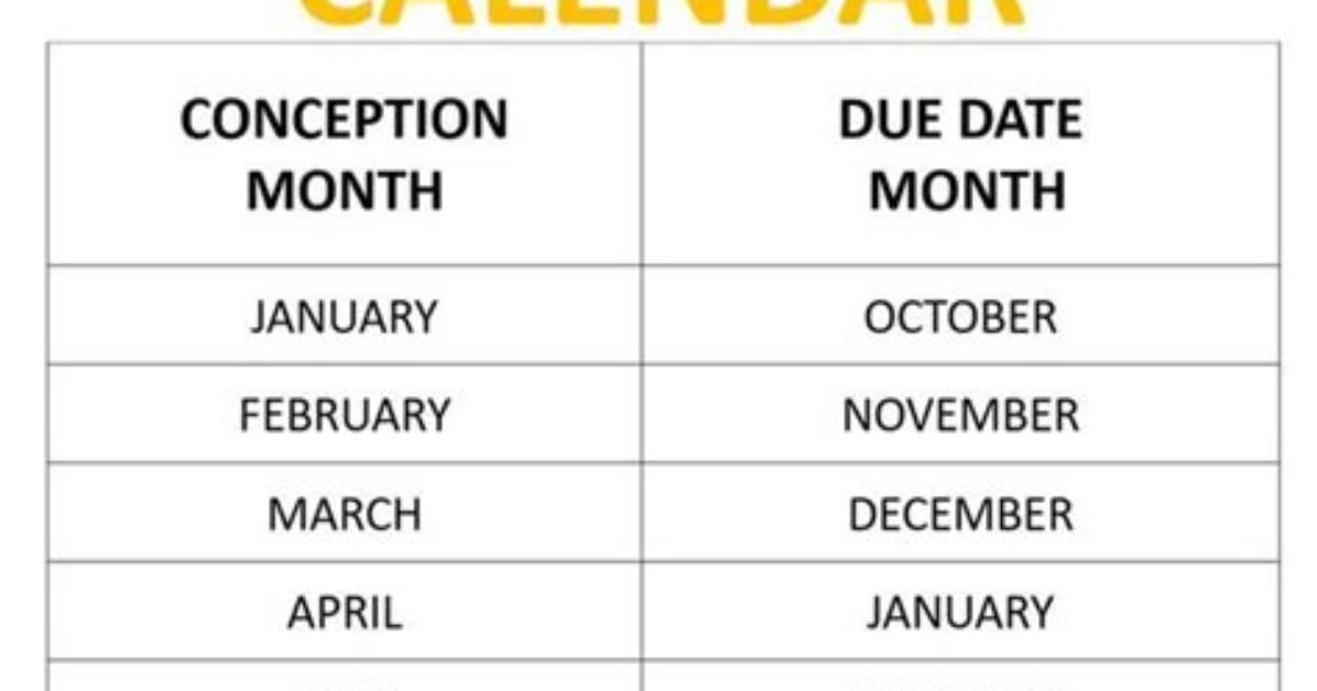 What Conception Date Means?