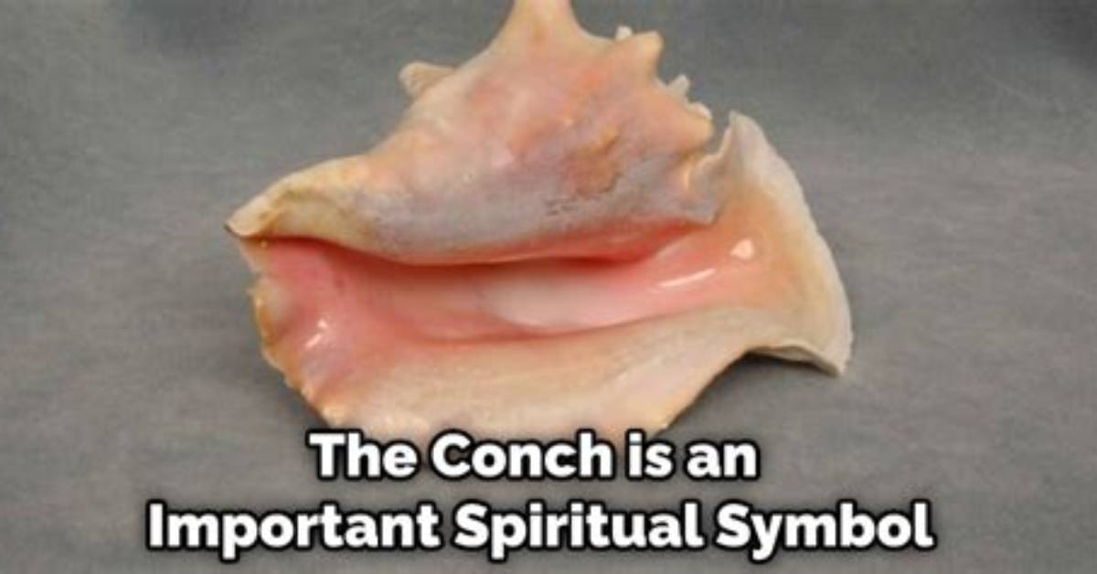 What Conch Good for?
