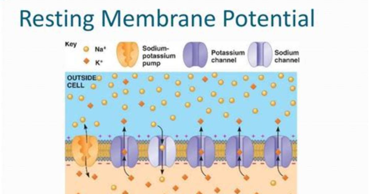 What Contributes to Resting Membrane Potential