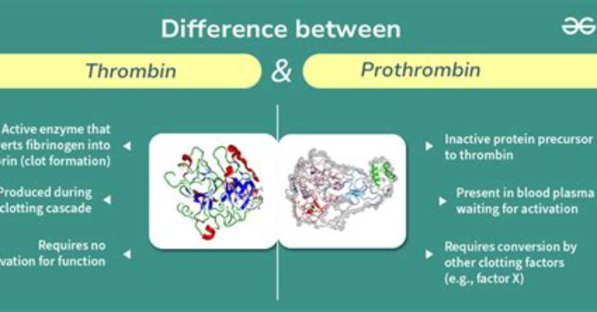 What Converts Prothrombin to Thrombin?