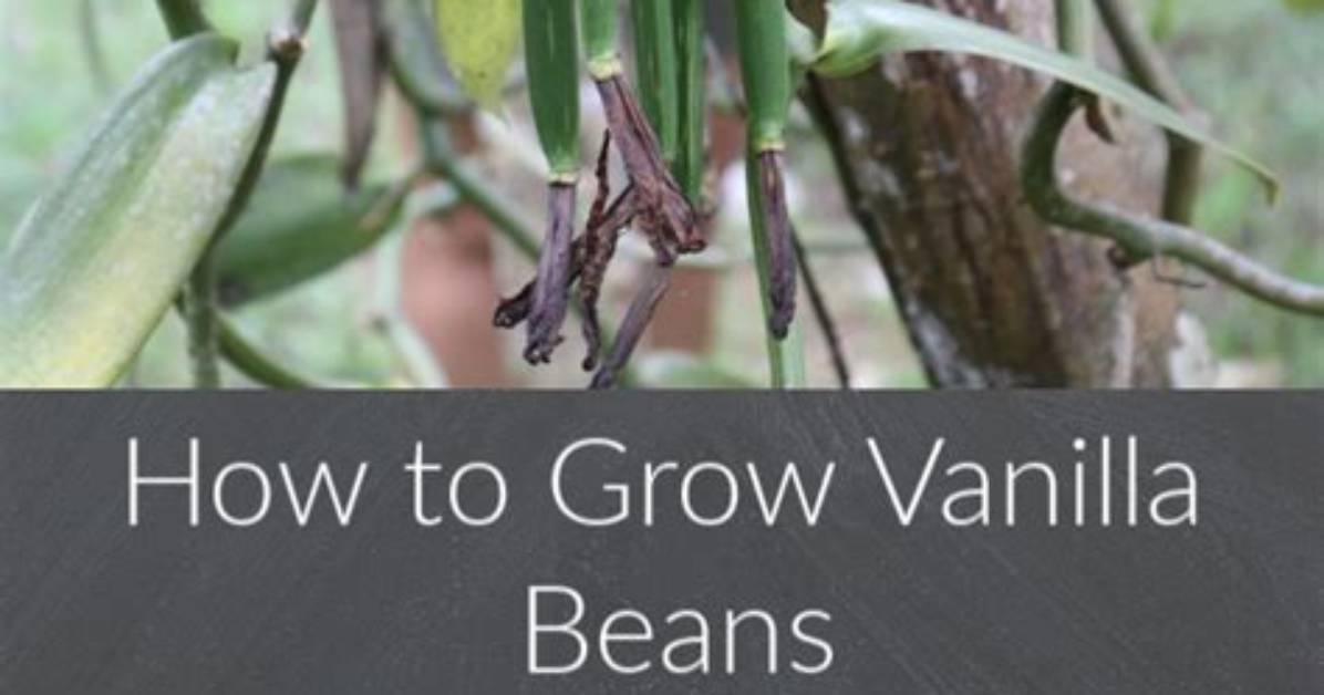 What Countries Grow Vanilla Beans?