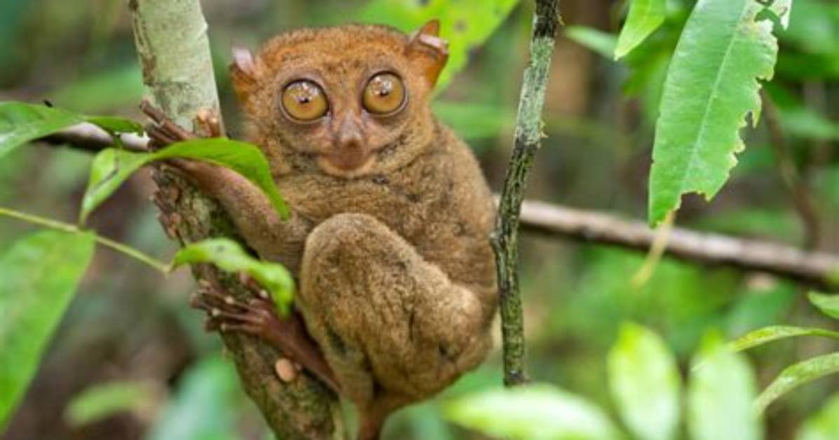 What Creature Has the Largest Eye