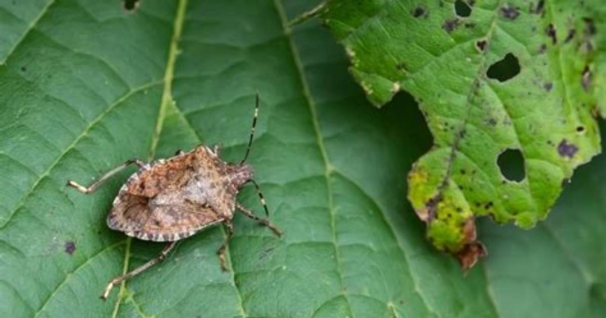 What Damage Do Stink Bugs Do?