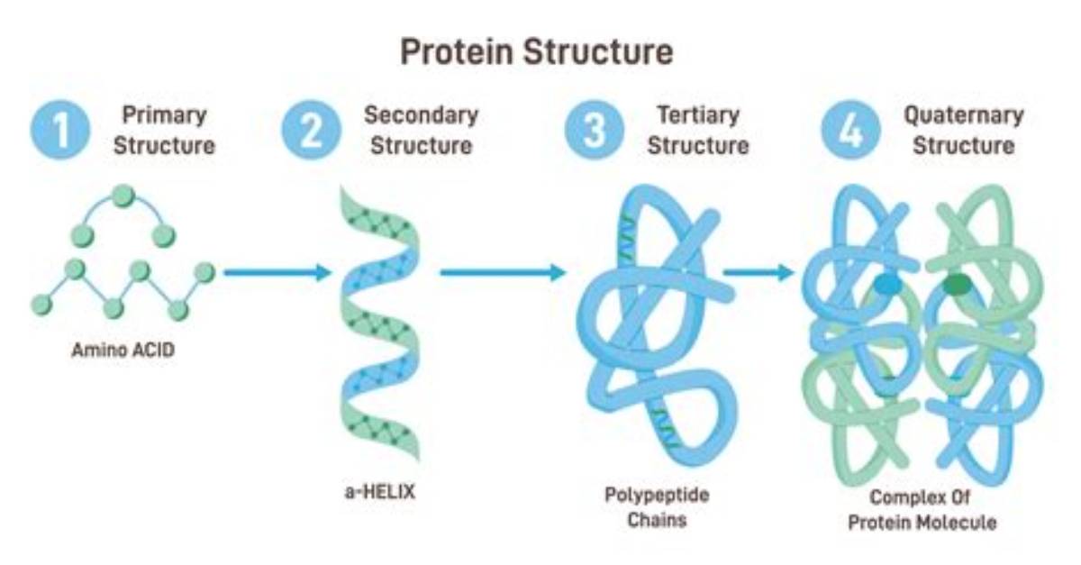 What Determines Protein Structure?