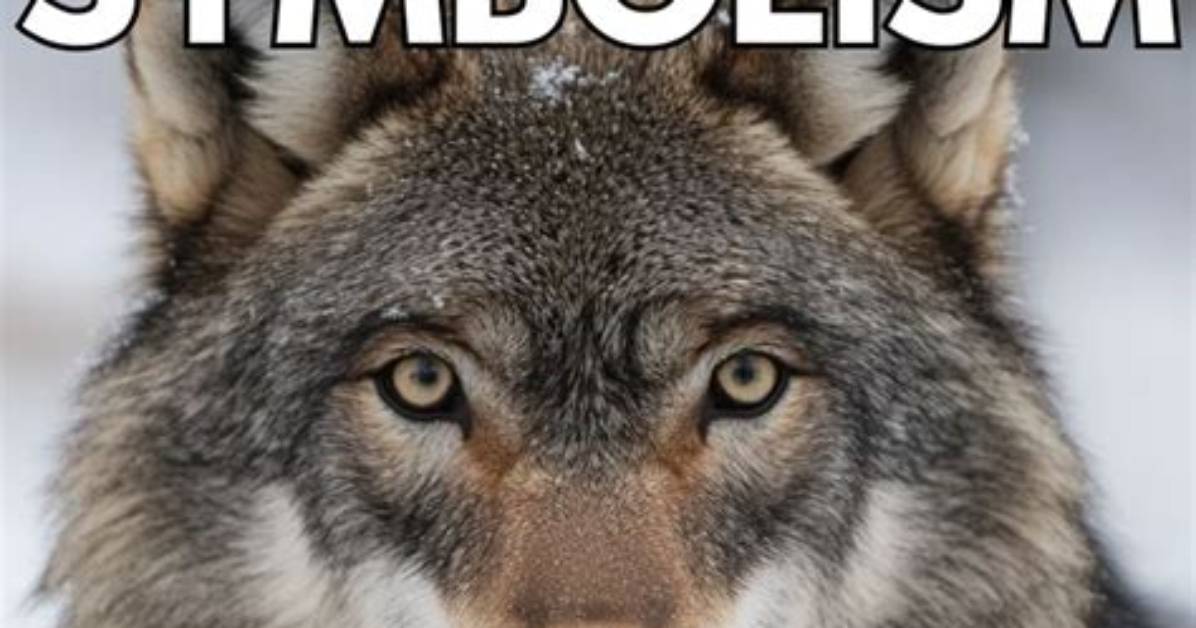 What Did Lone Wolf Do