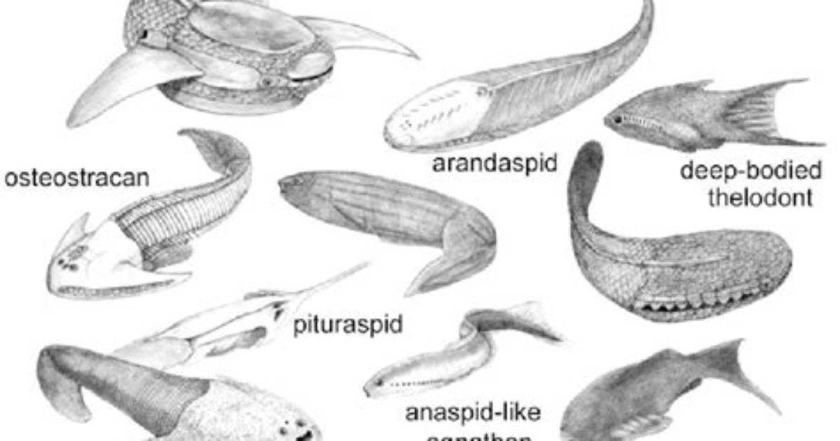 What Did Ostracoderms Evolve from?