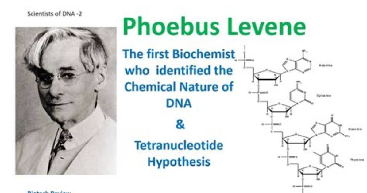What Did Phoebus Levene Do
