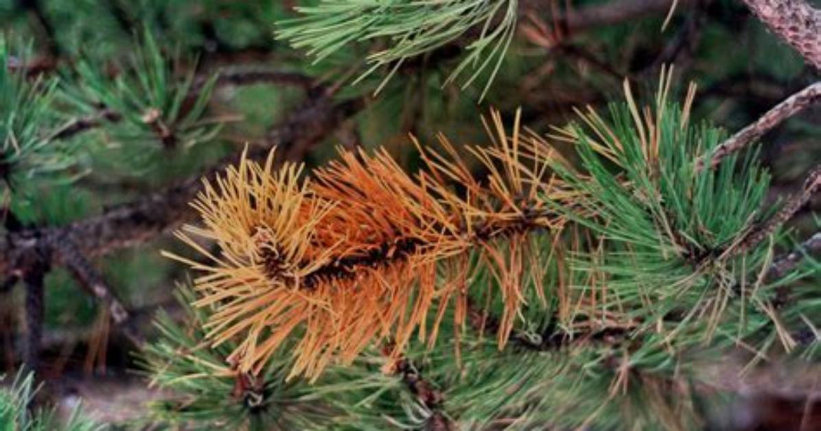 What Diseases Affect Pine Trees?
