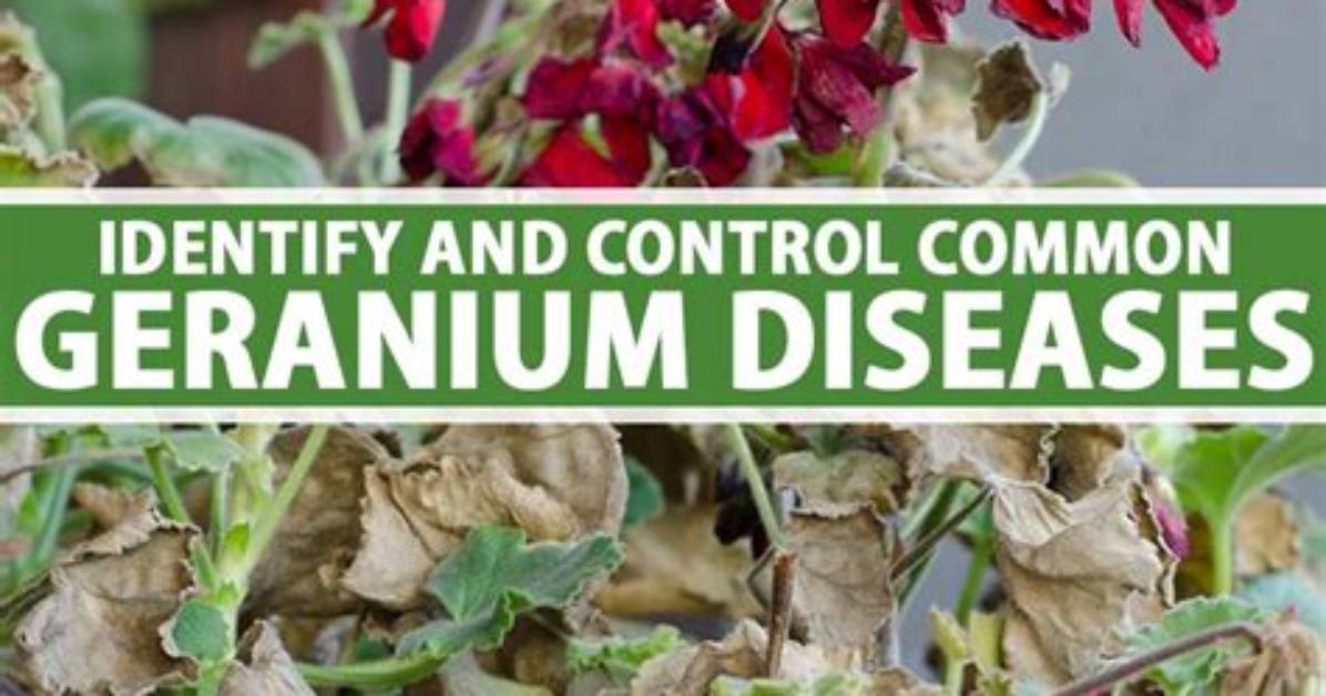 What Diseases Do Geraniums Get