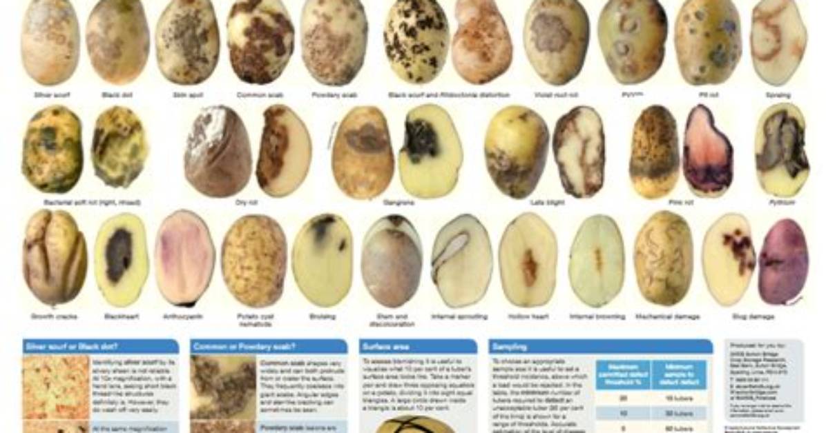 What Diseases Do Potatoes Get