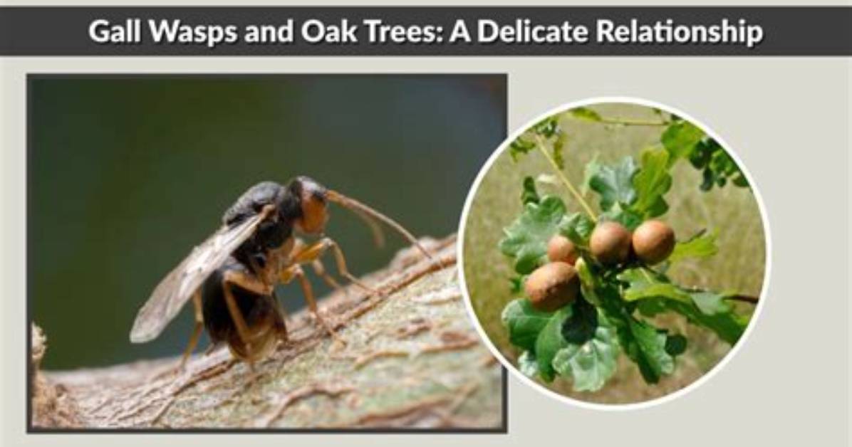 What Diseases Kill Oak Trees