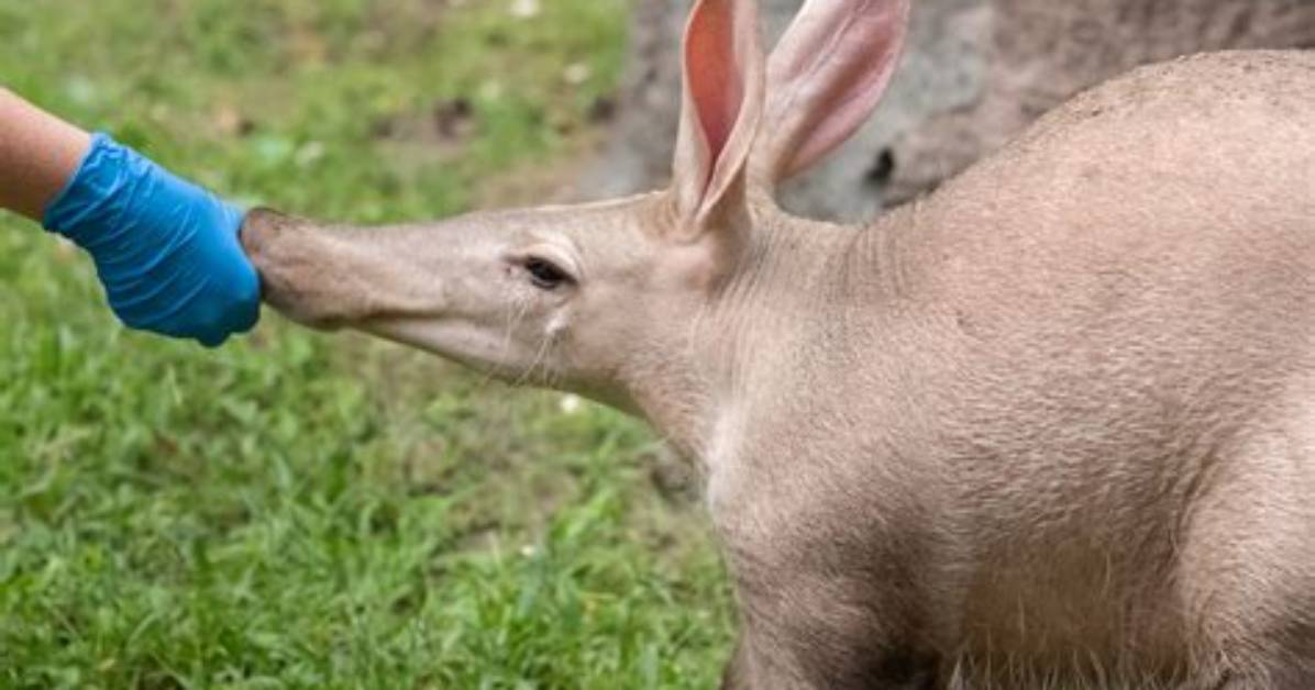 What Do Aardvarks Eat?
