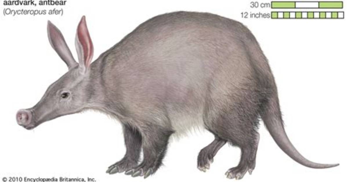 What Do Aardvarks Sound Like?