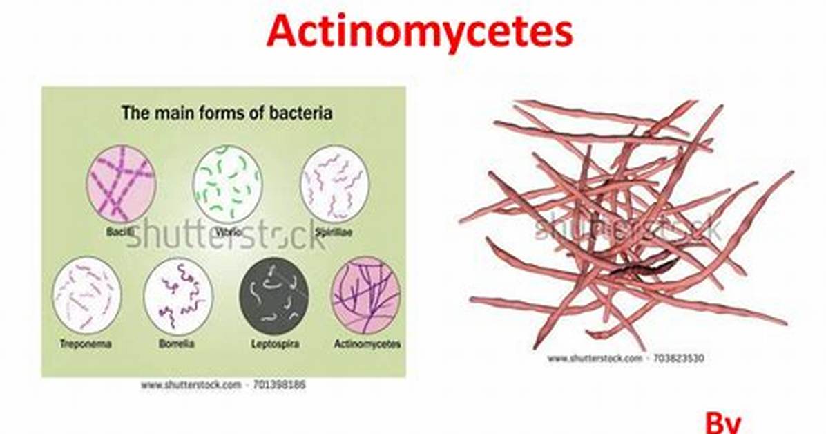 What Do Actinomycetes Do